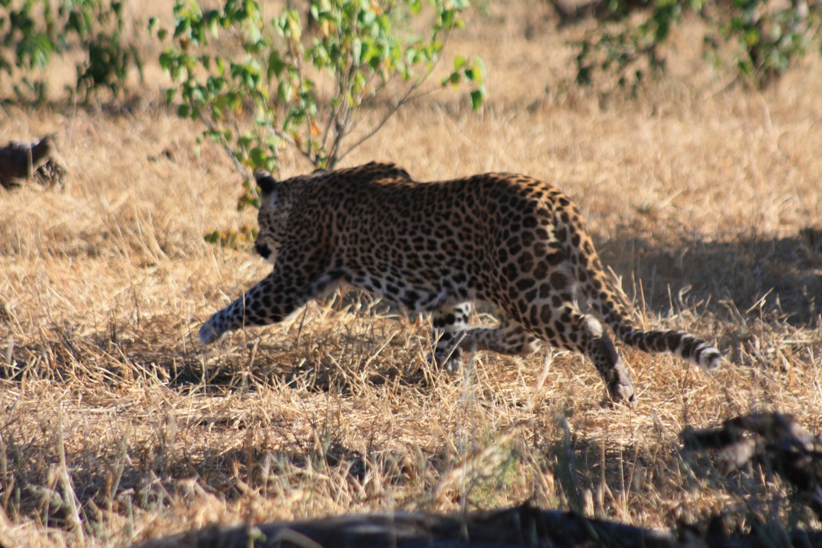 South Africa leopards Disc3 143     